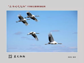 鶴翔新時代——第七屆鶴文化藝術節丹頂鶴主題攝影精品展啟幕